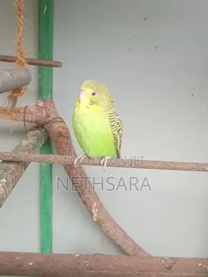 Love Birds
