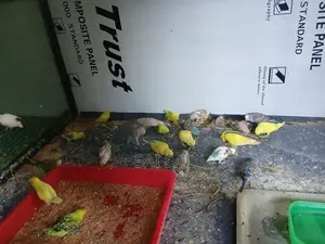 Love Birds