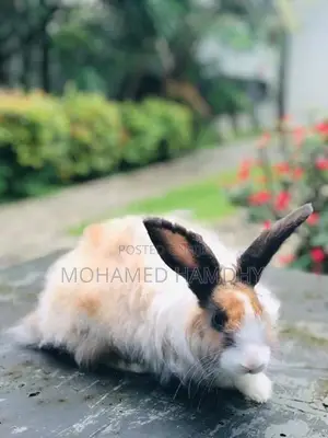 Angora Rabbit