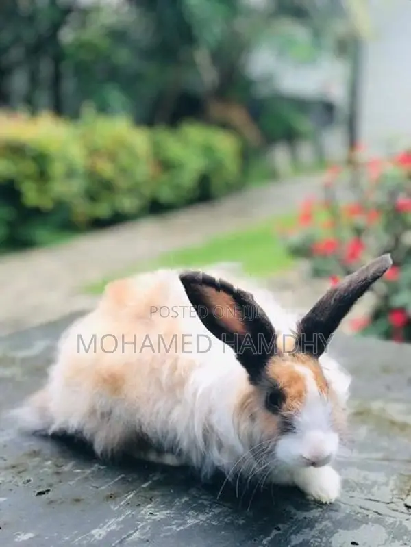 Angora Rabbit