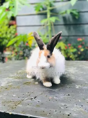 Angora Rabbit