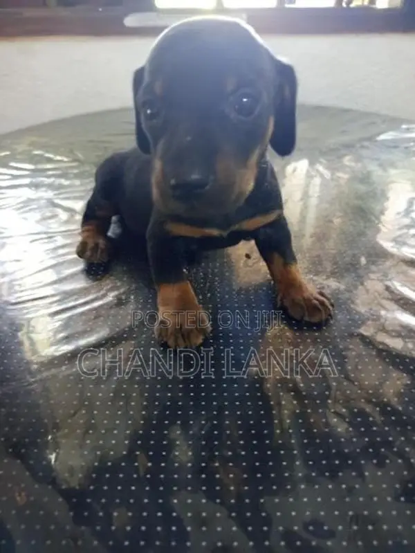 Dachshund Puppy