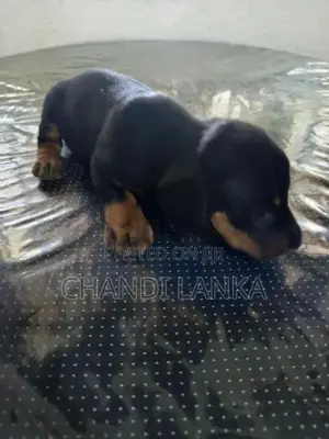 Dachshund Puppy