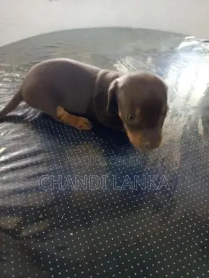 Dachshund Puppy