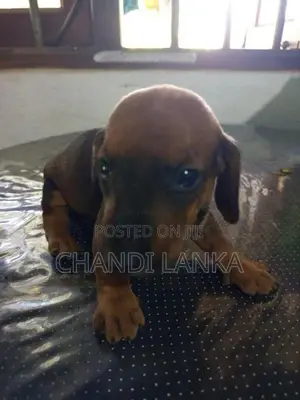 Dachshund Puppy