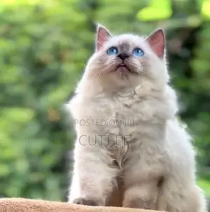 Siberian Persian Kitten