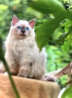 Siberian Persian Kitten