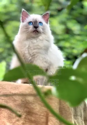 Siberian Persian Kitten