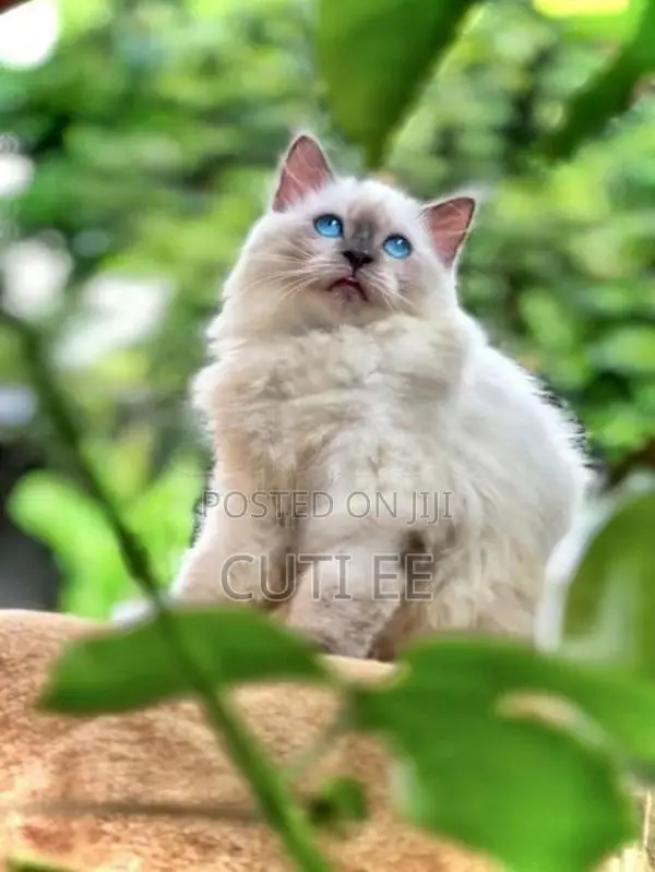 Siberian Persian Kitten