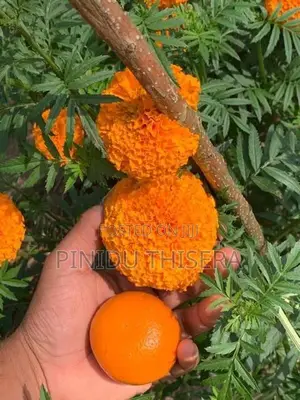 දාස්පෙතියා මල්