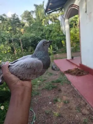 ඉයන් පරවි ජොඩුවක්