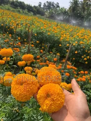 දාස්පෙතියා මල්