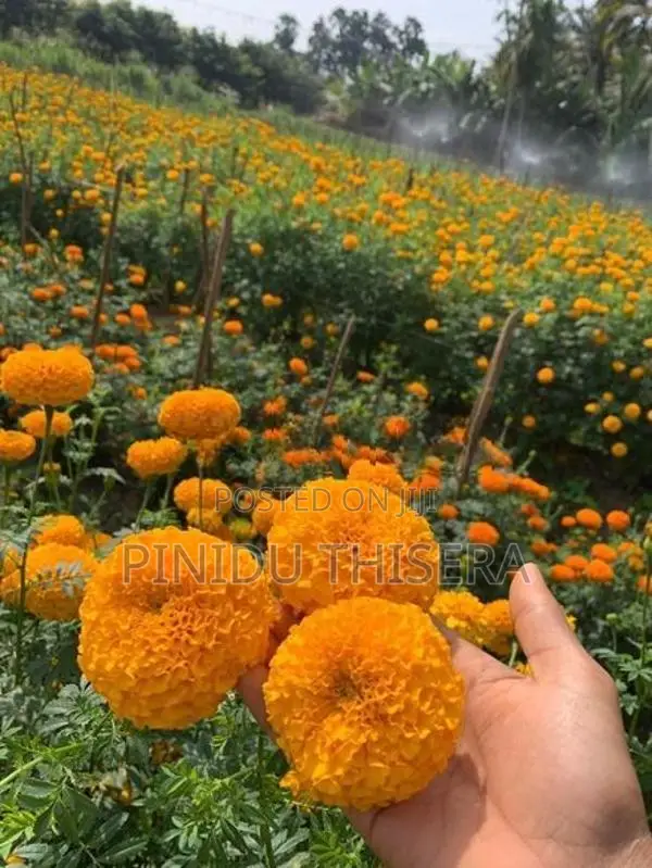 දාස්පෙතියා මල්