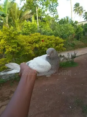 ඉයන් පරවි ජොඩුවක්