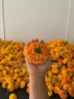 දාස්පෙතියා මල්