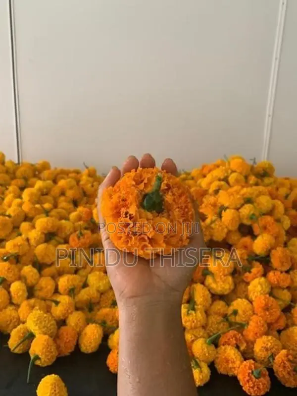 දාස්පෙතියා මල්
