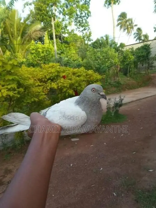 ඉයන් පරවි ජොඩුවක්