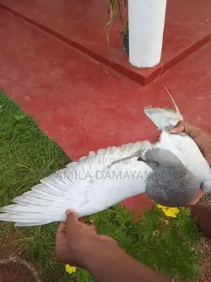 ඉයන් පරවි ජොඩුවක්