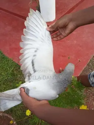 ඉයන් පරවි ජොඩුවක්