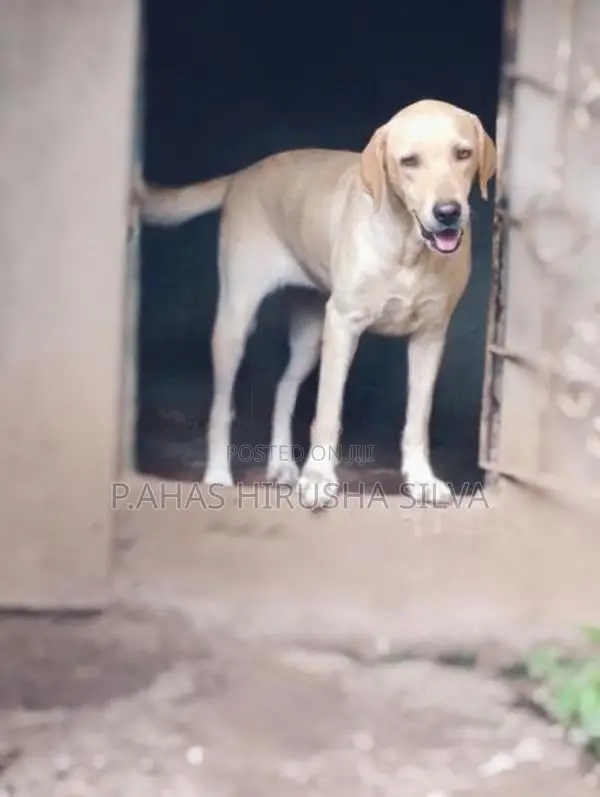Labrador Retriever Female Dog