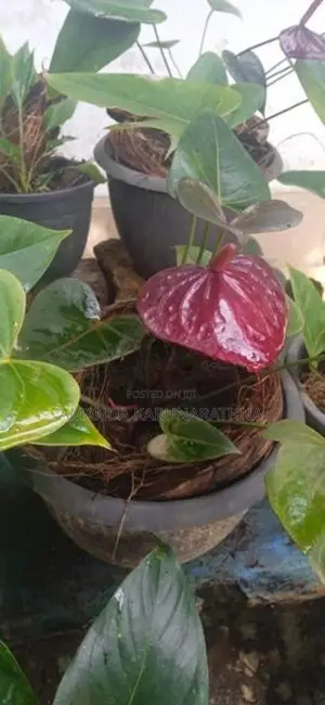 Anthurium Plants