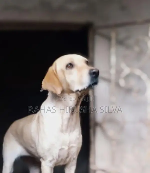 Labrador Retriever Female Dog