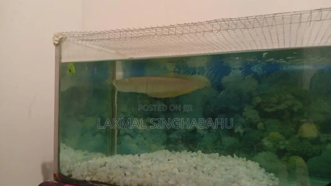 Asian Silver Arawano