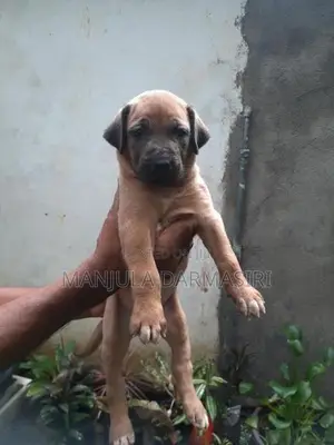 Ridgeback Puppy