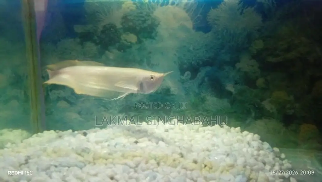 Asian Silver Arawano