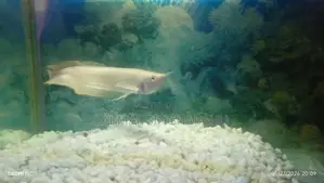 Asian Silver Arawano
