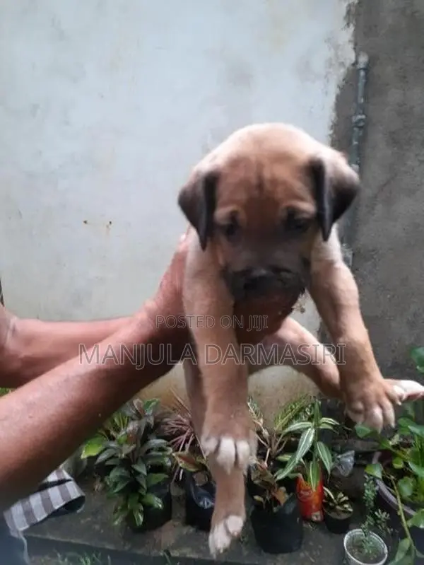 Ridgeback Puppy