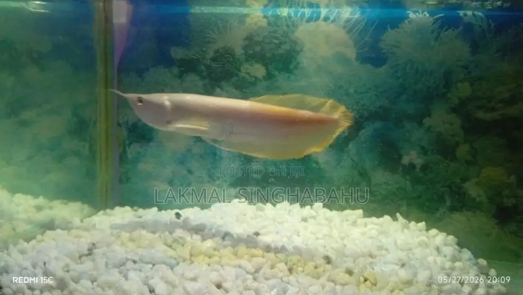 Asian Silver Arawano