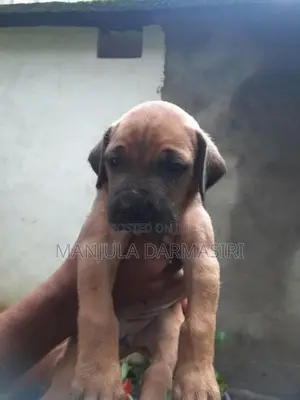 Ridgeback Puppy