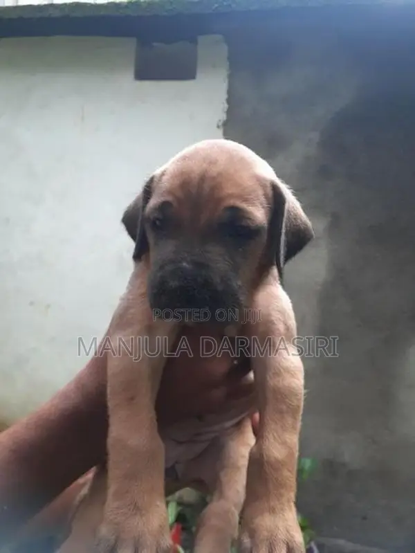 Ridgeback Puppy