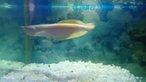 Asian Silver Arawano