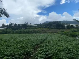 Land For Sale in Nuwara Eliya (SSPL-437)