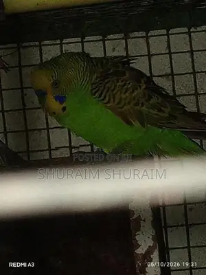 Love Birds