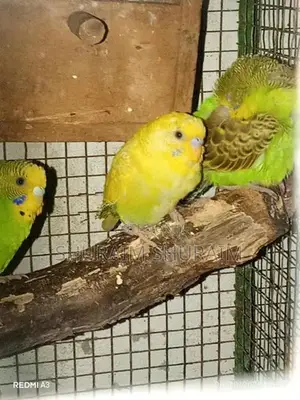 Love Birds