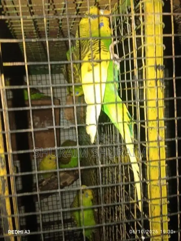 Love Birds