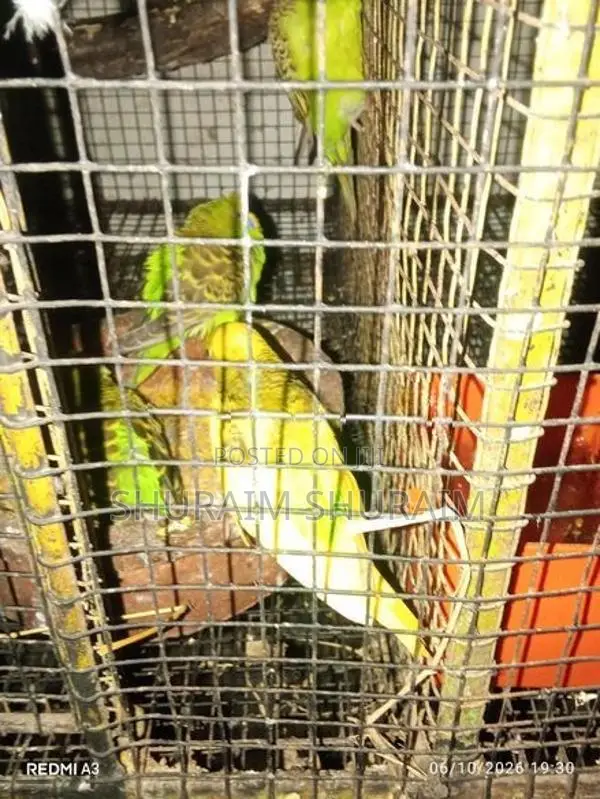 Love Birds