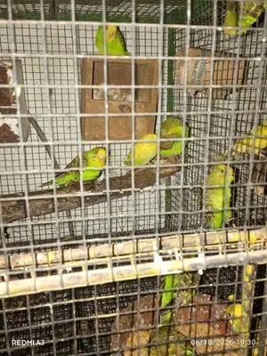 Love Birds