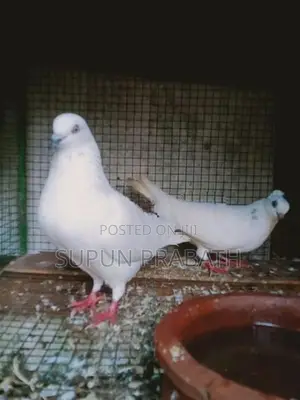 Pigeon