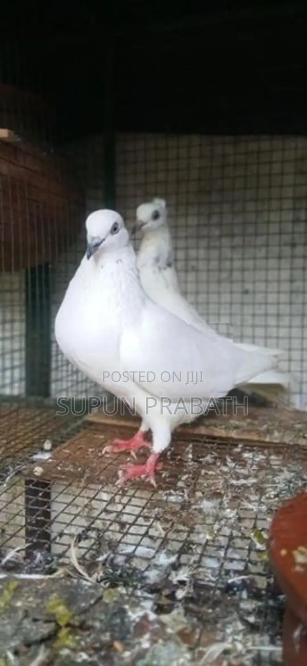 Pigeon