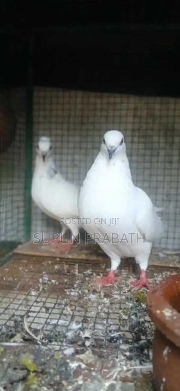 Pigeon
