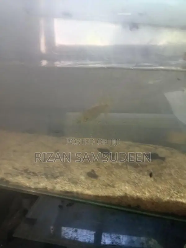 Yellow Tail Barracuda Fish