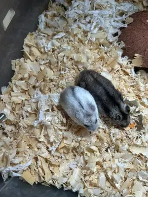 Hamster Breeding Pair
