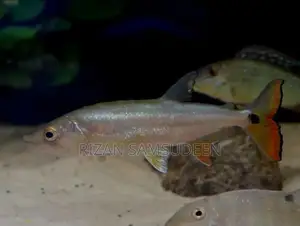 Yellow Tail Barracuda Fish