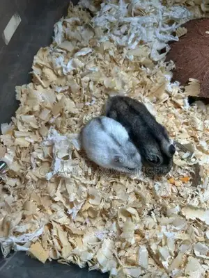 Hamster Breeding Pair
