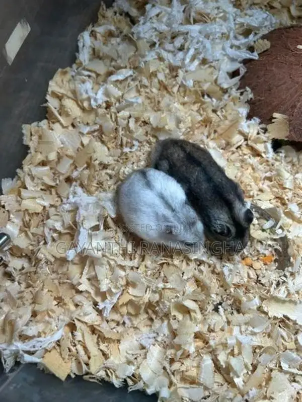 Hamster Breeding Pair