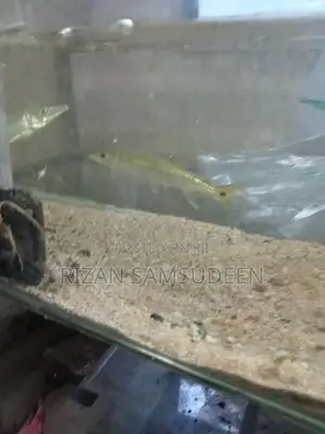 Yellow Tail Barracuda Fish